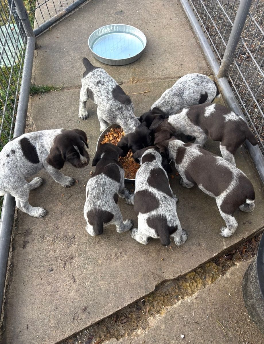 German wire hair Pointers