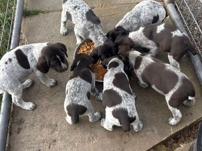 German wire hair Pointers
