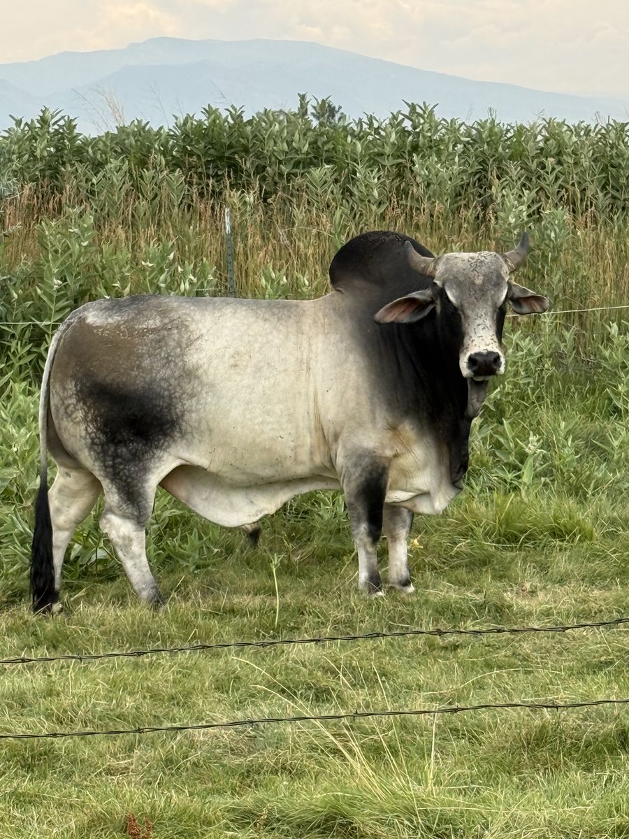 Brahma bull and brangus bull