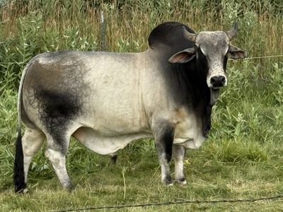 Brahma bull and brangus bull