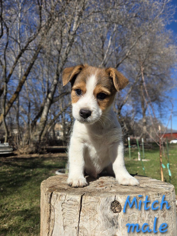 Jack Russell Terrier Mix Pups