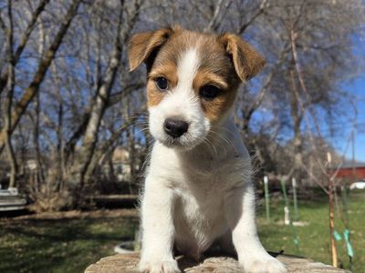 Jack Russell Terrier Mix Pups