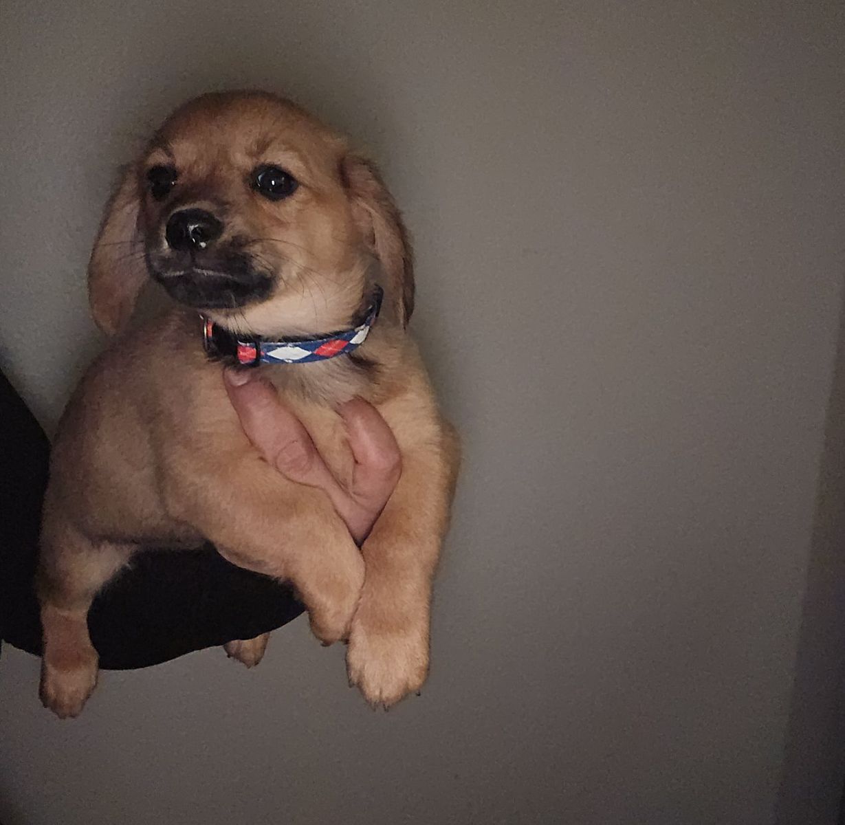 corgi chiweenie  pups