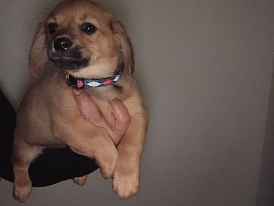 corgi chiweenie pups