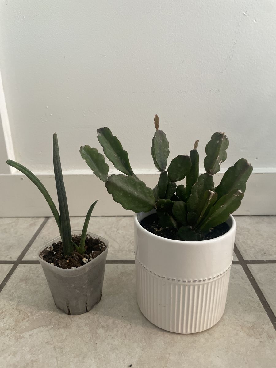 Easter Cactus & Cylindrical Snake Plant