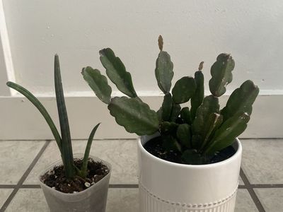 Easter Cactus & Cylindrical Snake Plant