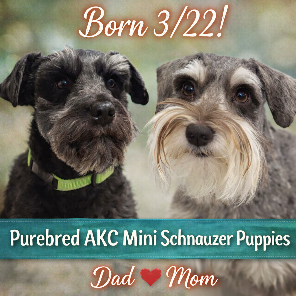 Purebred AKC Miniature Schnauzer Puppies