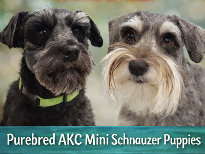 Purebred AKC Miniature Schnauzer Puppies