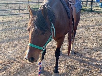 Pony Mare
