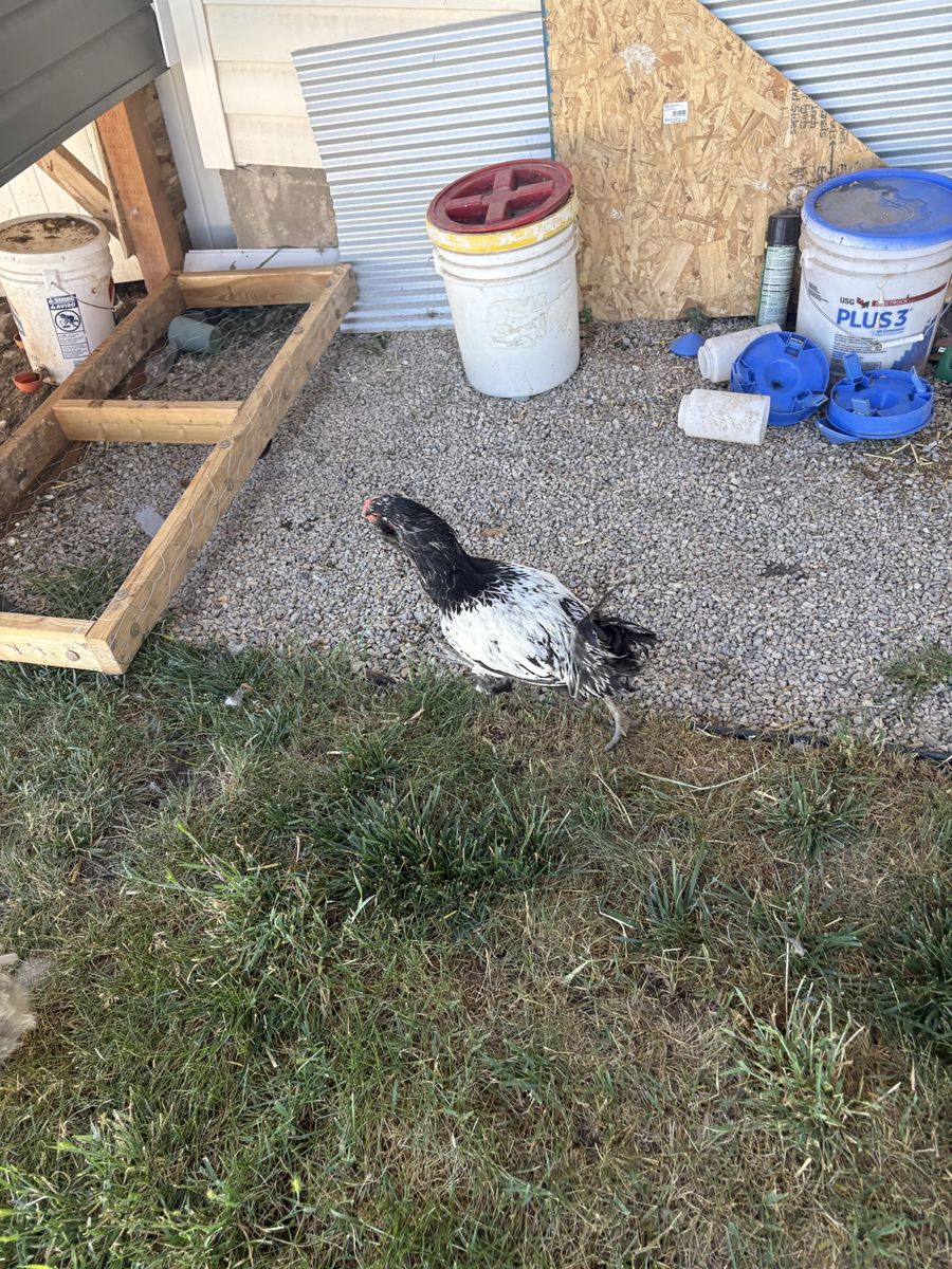 Black and White Rooster