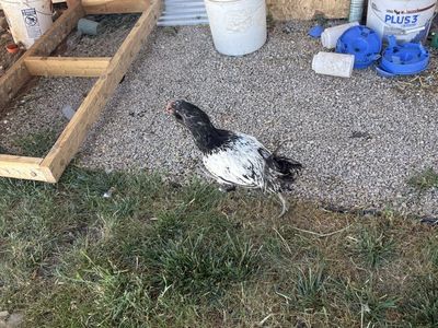 Black and White Rooster