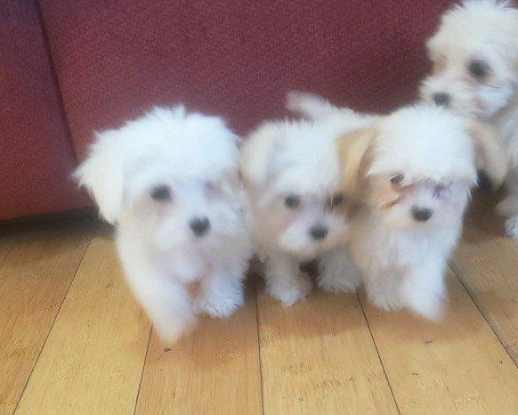 Morkie and Mini Poodle Mix Puppies, Ready for their new homes