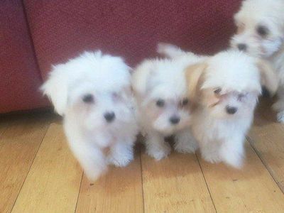 Morkie and Mini Poodle Mix Puppies, Ready for their new homes