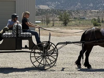 Horse-Drawn 4-Wheel Carriage Buggy with Patterned Cushioned Seating