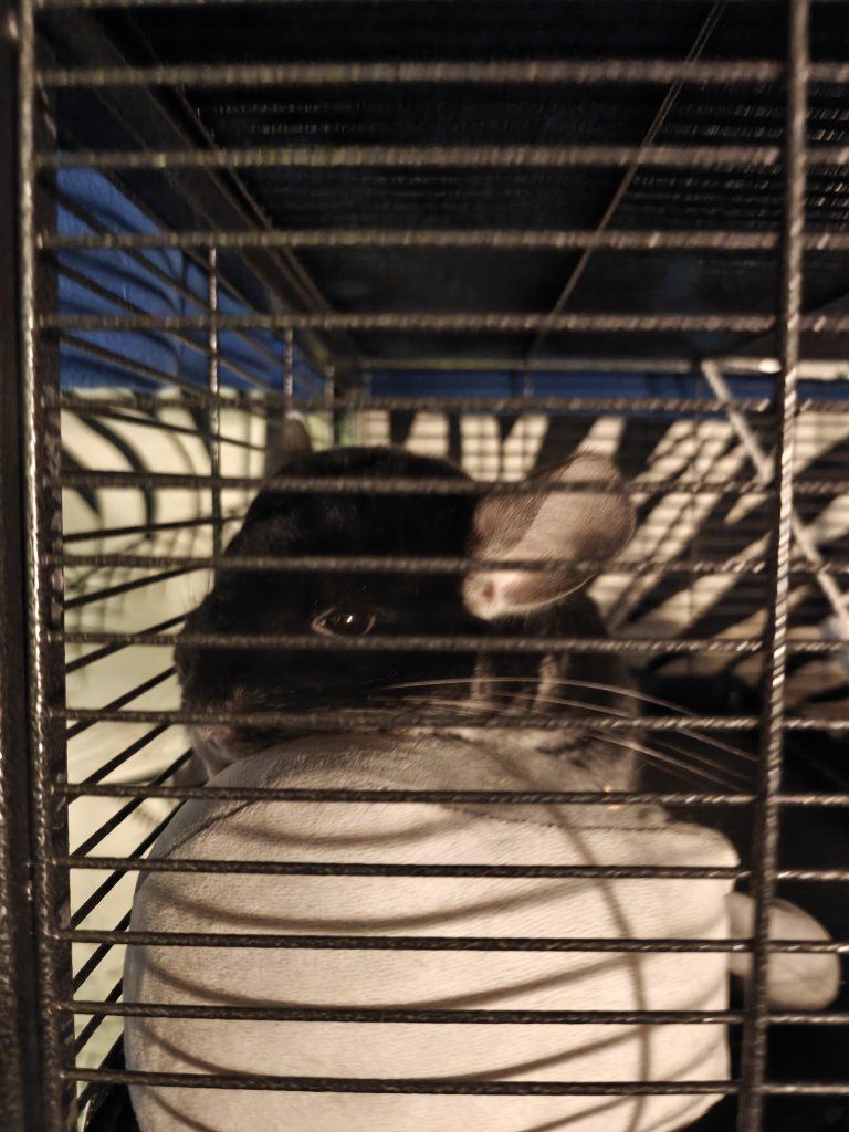 2 Year old Female Chinchilla Seeks Companion