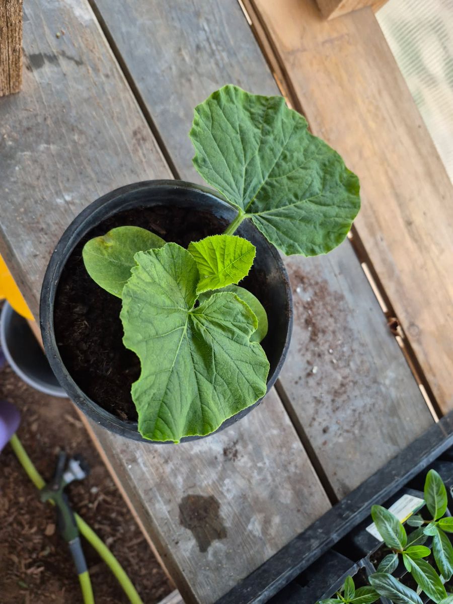Pumpkin, Atlantic Giant plants