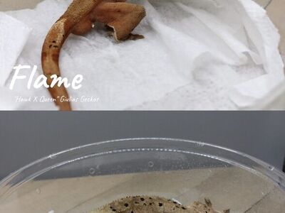 Adult Pair Crested Gcekos