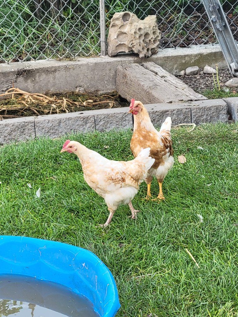 2 mo Chickens, unsexed