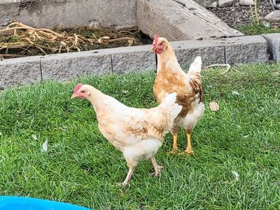 2 mo Chickens, unsexed