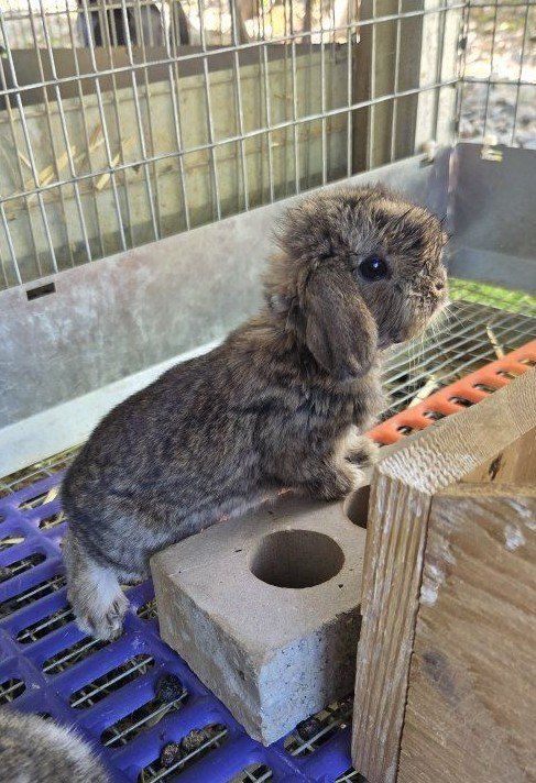 Baby Mini Lop Bunny Rabbits