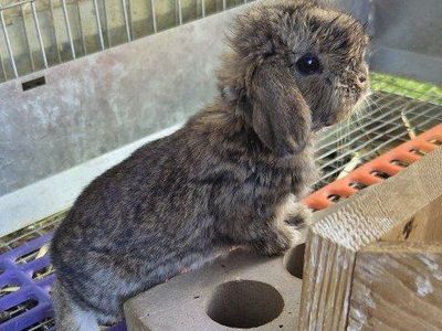 Baby Mini Lop Bunny Rabbits