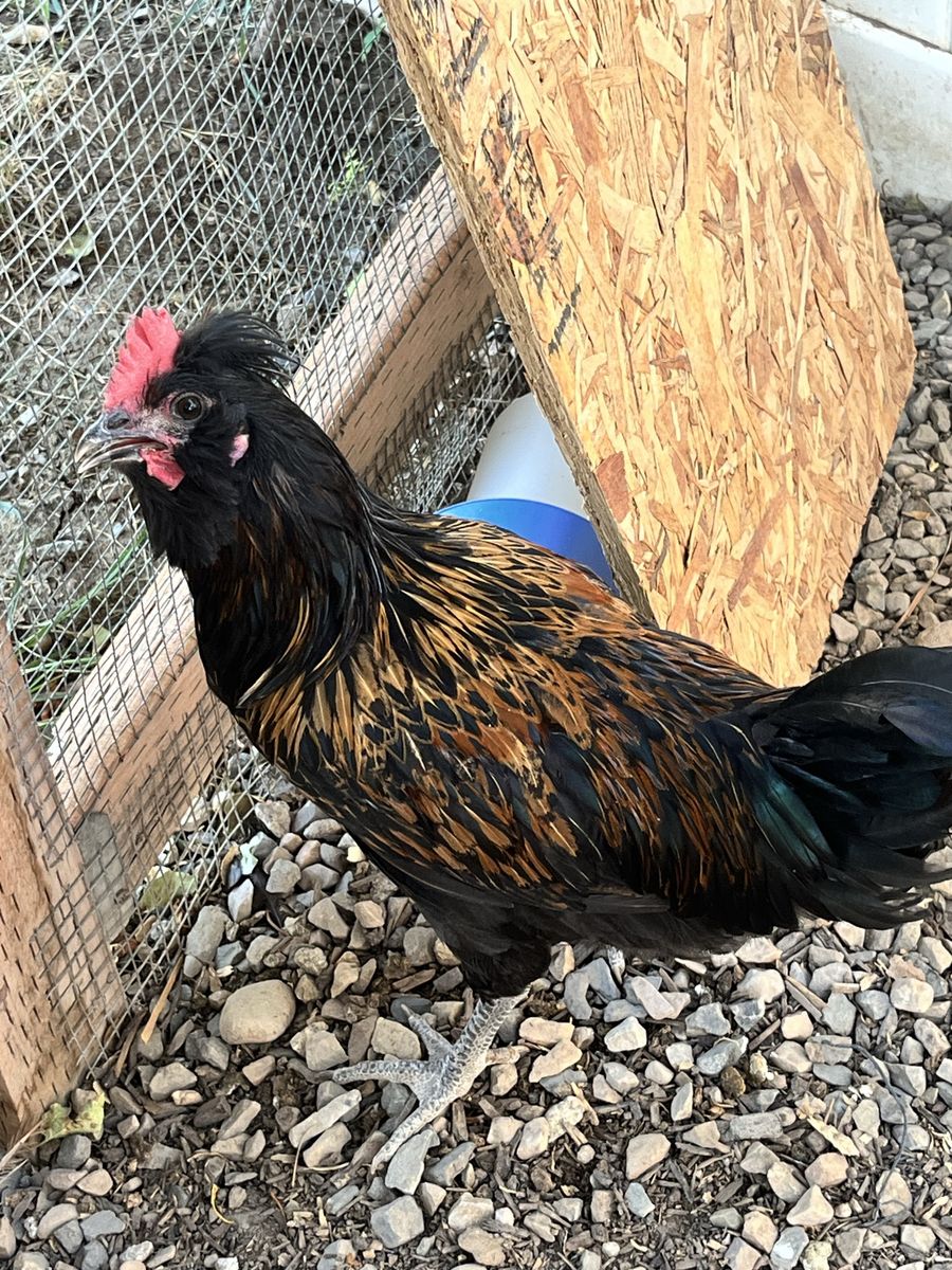 Young Gentle Rooster - Black and Gold Cockerel Chicken