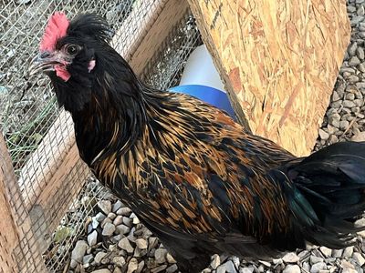 Young Gentle Rooster - Black and Gold Cockerel Chicken