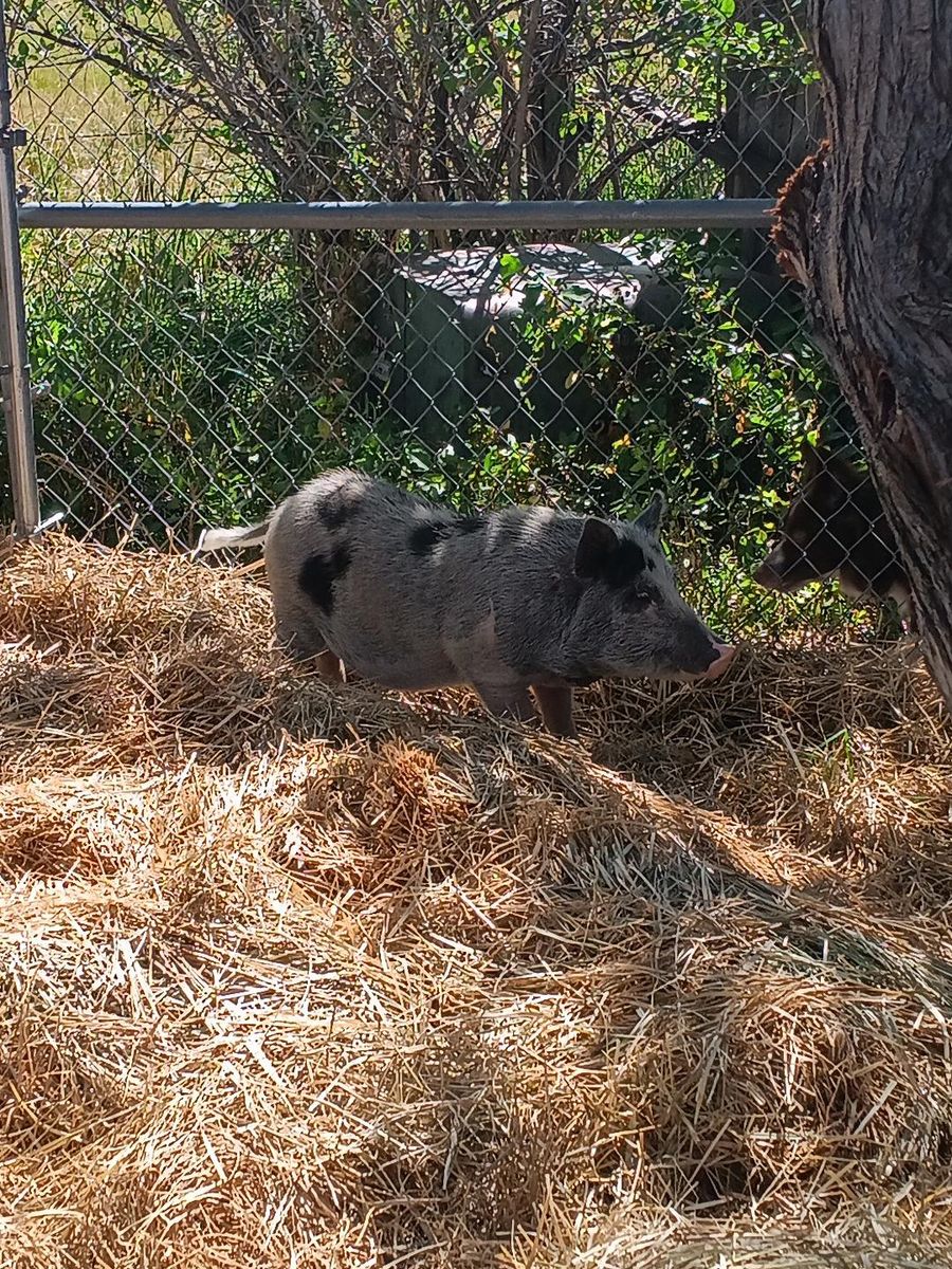 Pig for sale for 50