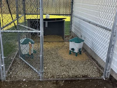 Ducks