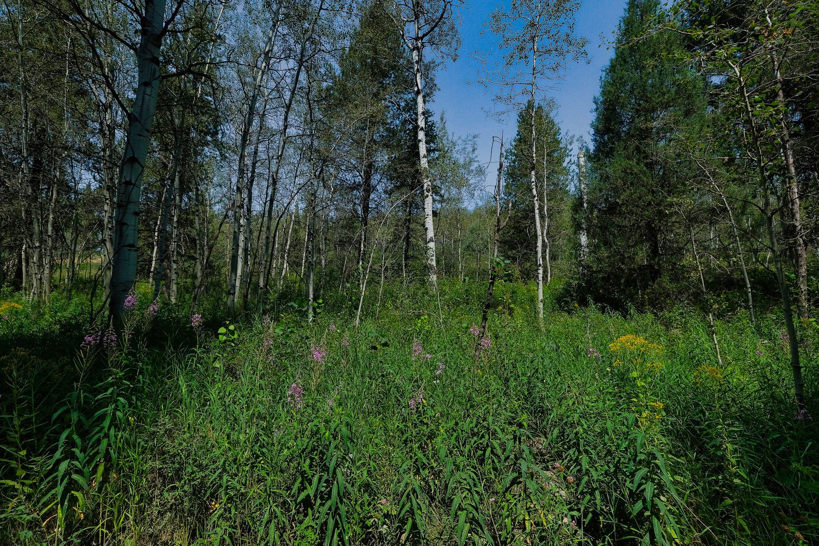 Main image 2