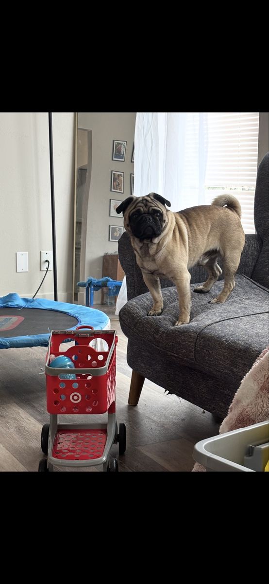 Friendly 5 year old Pug looking for a new home.