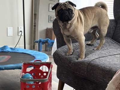 Friendly 5 year old Pug looking for a new home.