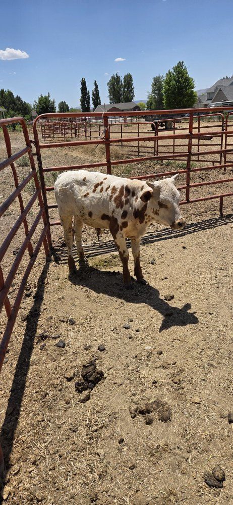 Bull calf