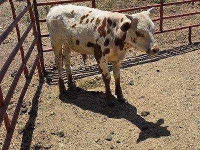 Bull calf