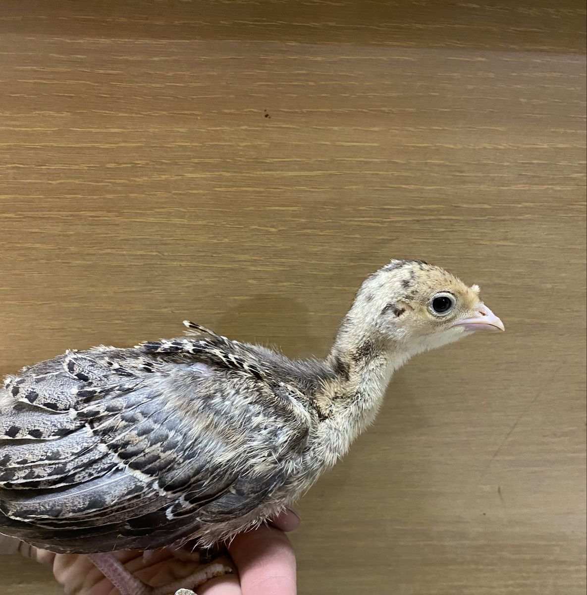 Narragansett Turkey Poults