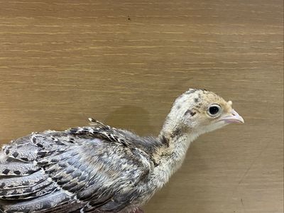 Narragansett Turkey Poults