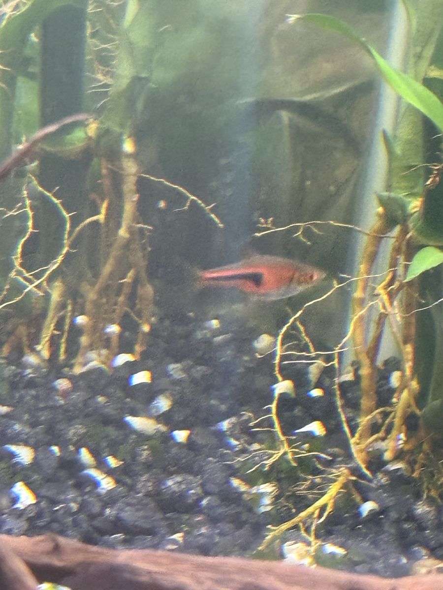 6 chili Rasbora Fish - Live Tropical Aquarium Fish