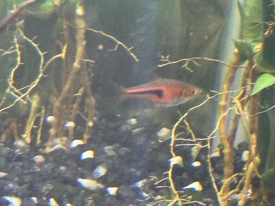 6 chili Rasbora Fish - Live Tropical Aquarium Fish