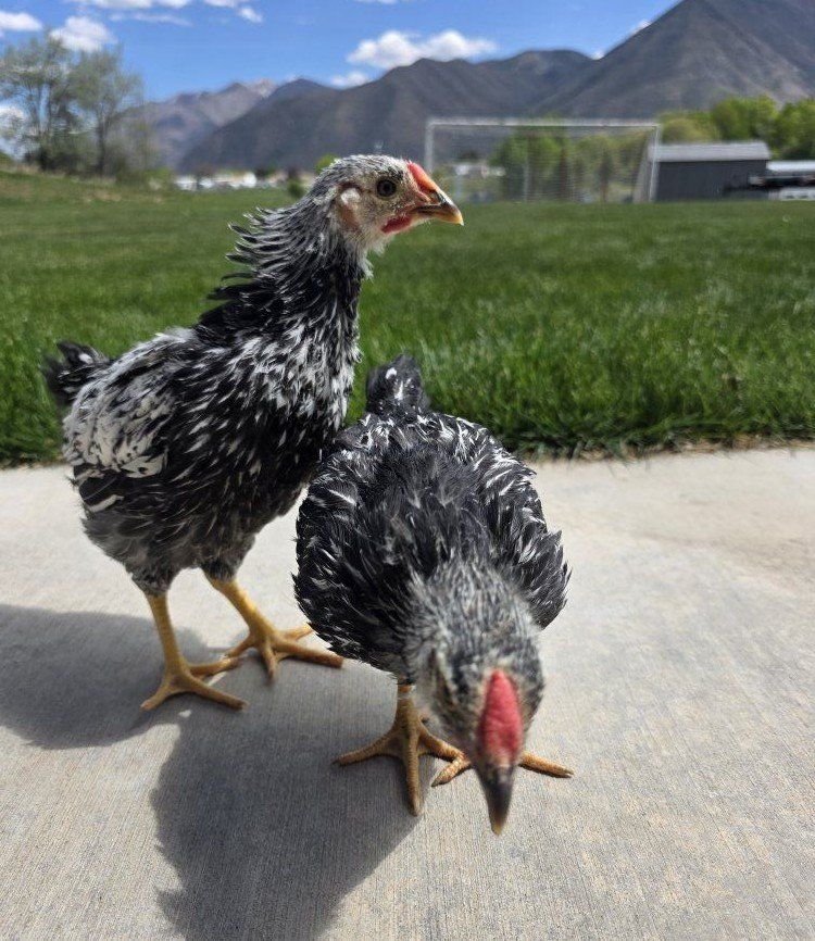 7-8 Week Silver Wyandotte Cockerels