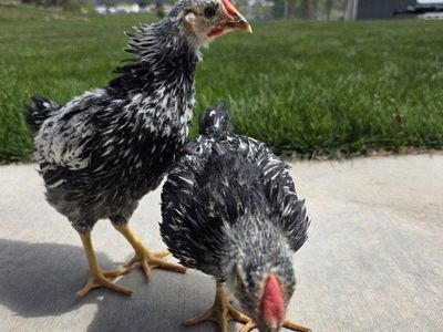 7-8 Week Silver Wyandotte Cockerels