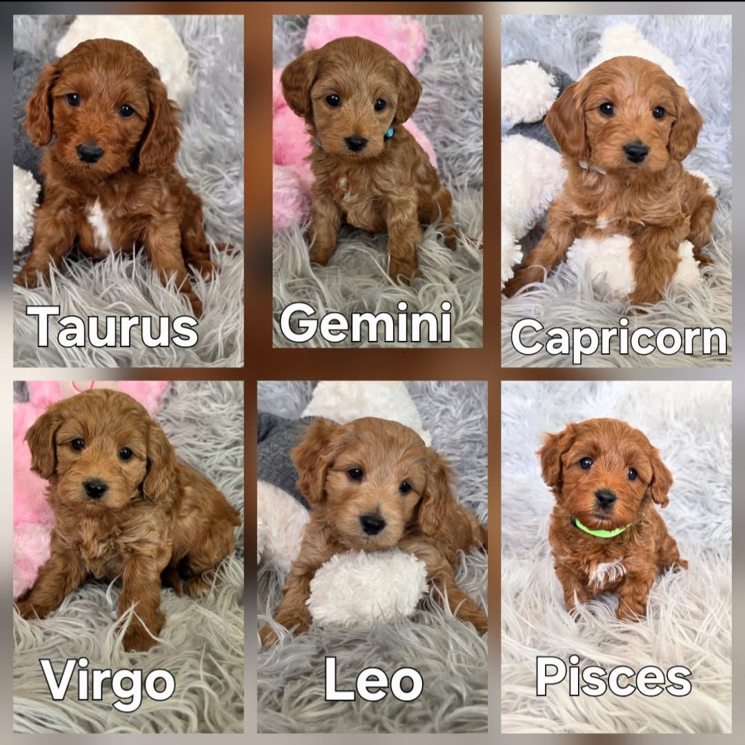 Micro-Mini F1bb Goldendoodle Puppies