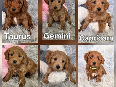 Micro-Mini F1bb Goldendoodle Puppies