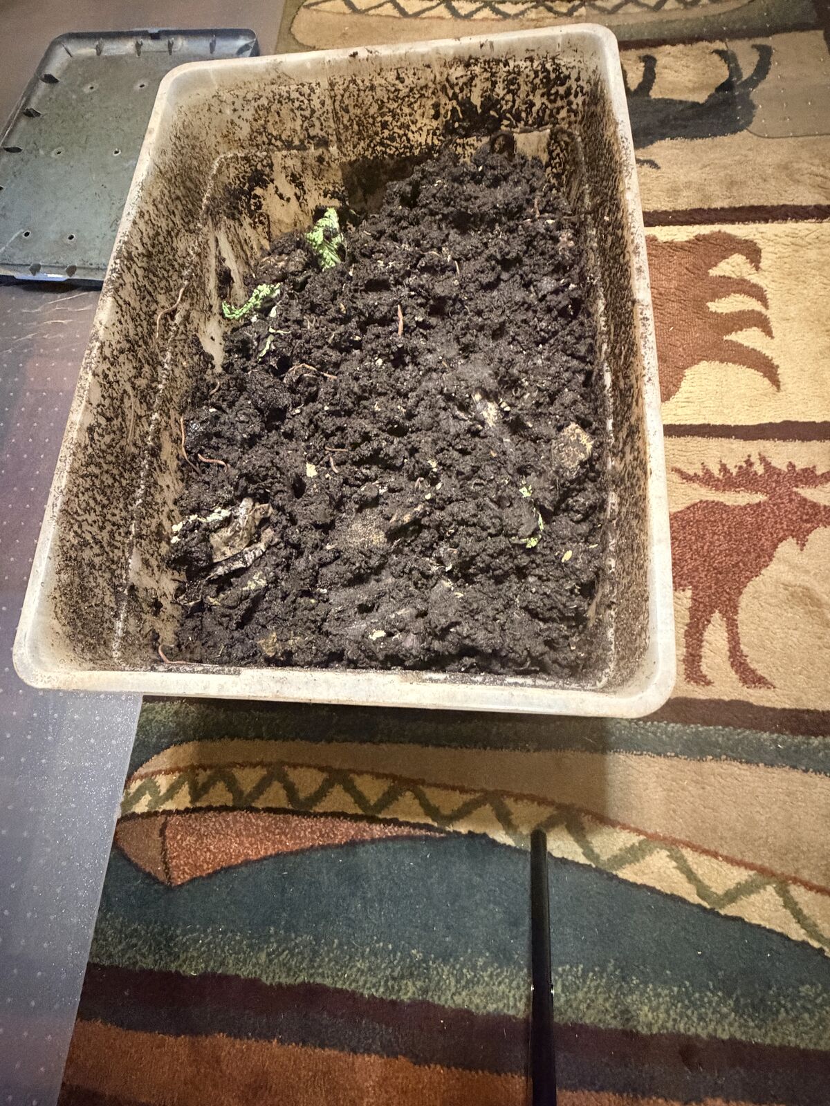 🪱 Established Red Wiggler Worm Farm – Tons of Live Bait Worms