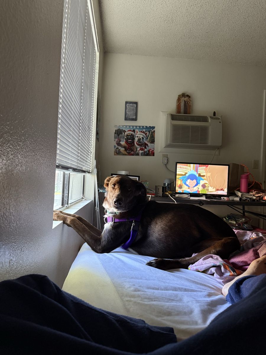 Dog Free