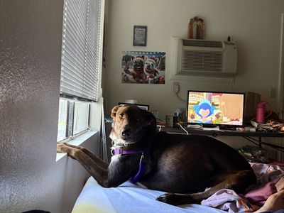 Dog Free