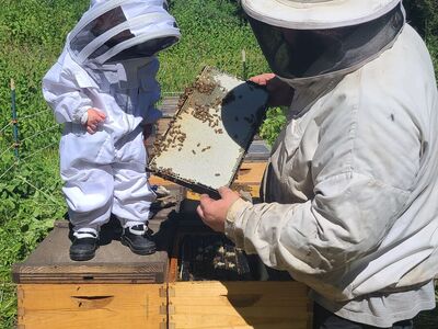 3 pound bee packages and 5 frame nucs