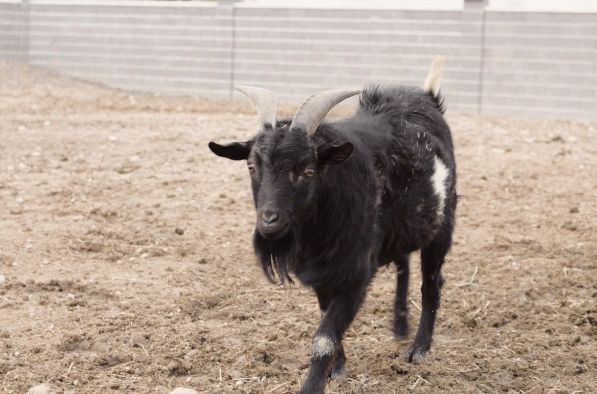 Billy fainting goat