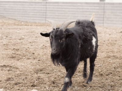 Billy fainting goat