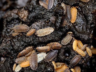 Lotto mix isopods