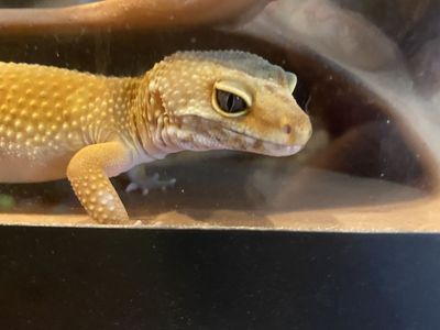 Leopard Gecko with 40 gallon tank